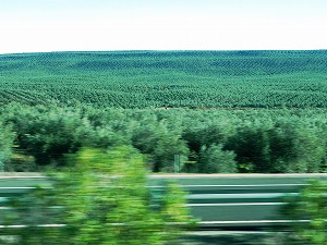 s-20121209 la mancha (15).jpg